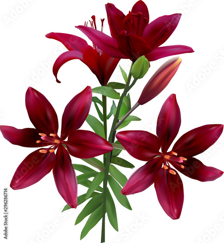 isolated on white four dark cherry lilies with green leaves