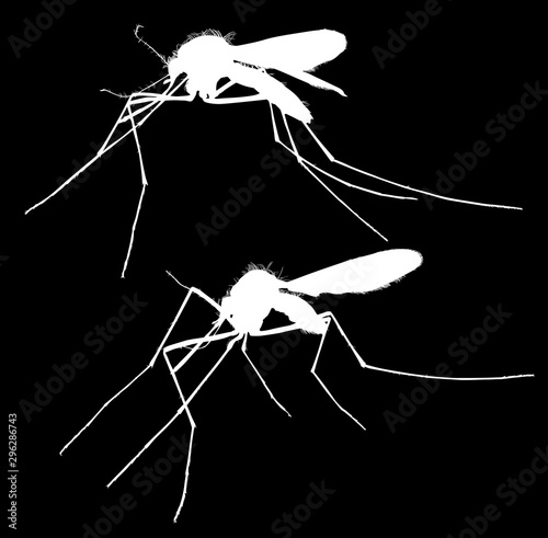 two white isolated silhouettes of mosquitoes