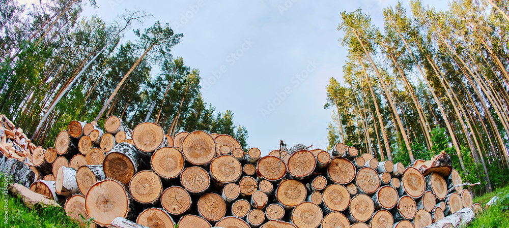 A large pile of felled trees on the edge of the forest. The sawn pine is piled up. Cut down the forest for fuel - obrazy, fototapety, plakaty 