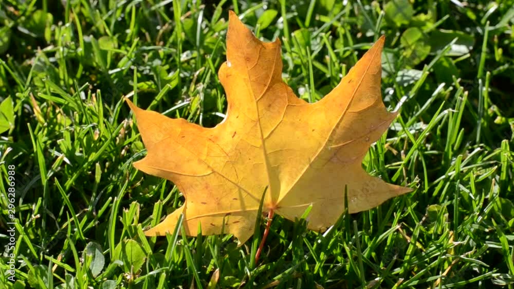 Yellow autumn leaf in green grass. Autumn wind and sunny day. The rays of the sun. The beginning of autumn, the aging of nature. Contrast in the phenomena of nature. Yellow autumn leaf in green grass. Autumn wind and sunny day. The rays of the sun. The beginning of autumn, the aging of nature. Contrast in the phenomena of nature.
