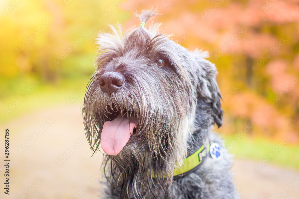 Miniature schnauzer dog for a walk in the autumn park. Dog with a haircut for a walk. . Dog on a walk. Miniature schnauzer dog for a walk in the autumn park. Dog with a haircut for a walk. . Dog on a walk.