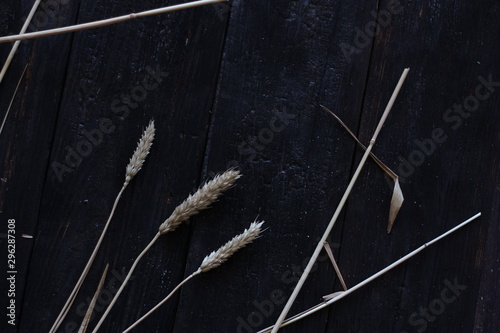 three wheat spikelets on a clay plate on a black burnt photo