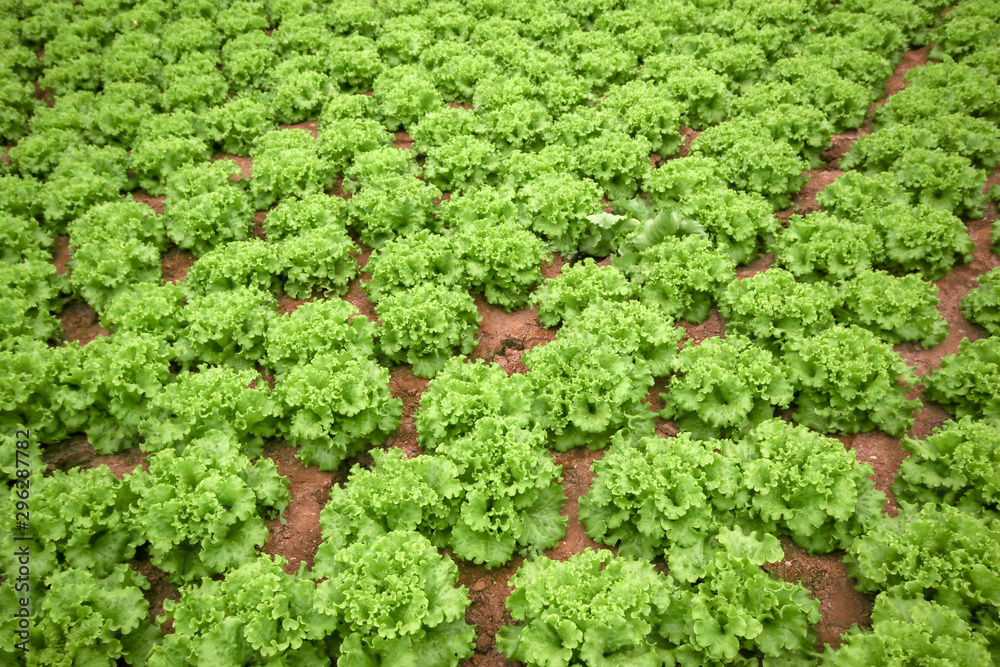 Green lettuce field, Antalya / Turkey Green lettuce field, Antalya / Turkey