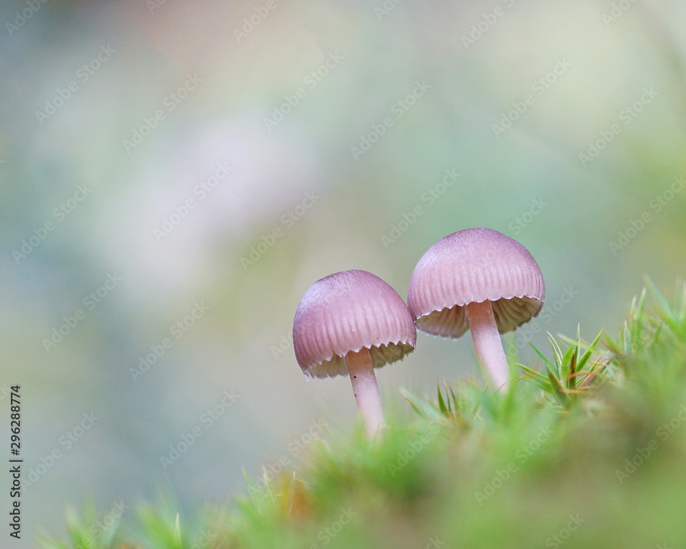 small mushrooms in the moss small mushrooms in the moss