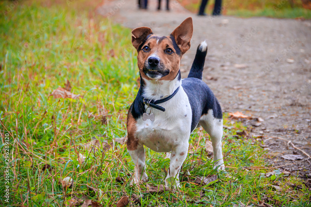 Dog Jack Russell Terrier for a walk in the park. Home pet. Dog walking in the park. Autumn Park.