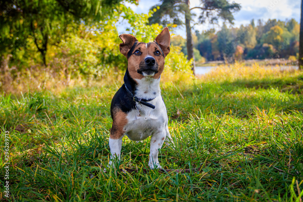 Dog Jack Russell Terrier for a walk in the park. Home pet. Dog walking in the park. Autumn Park. Dog Jack Russell Terrier for a walk in the park. Home pet. Dog walking in the park. Autumn Park.