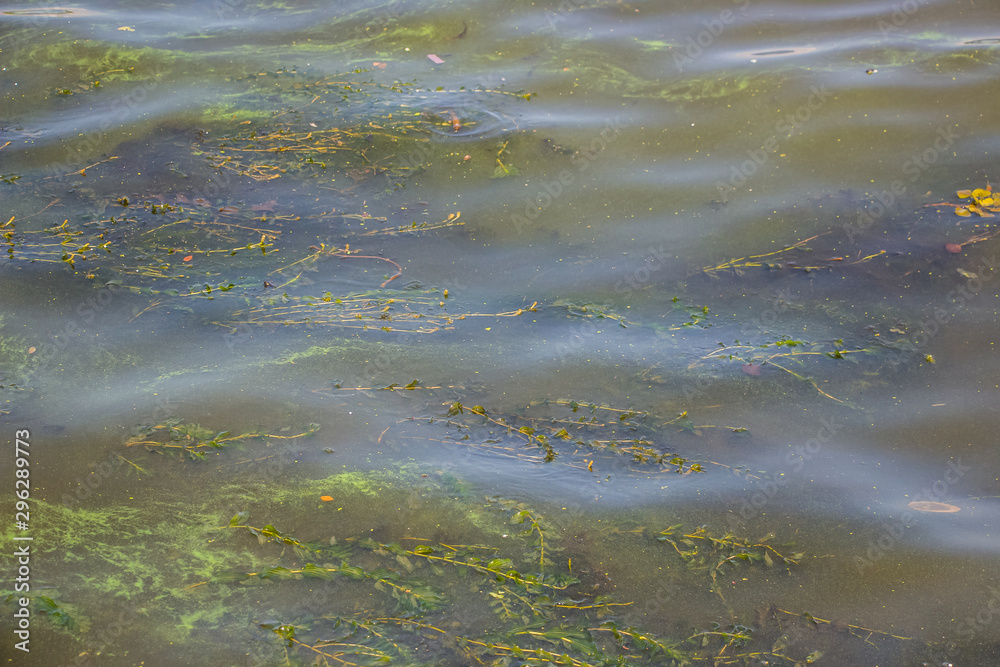 Green water in the Dnieper. Trash floating in the river. Background like texture.. Green water in the Dnieper. Trash floating in the river. Background like texture..