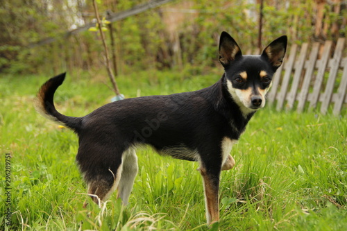 pinchar dog. Dog in the summer in the yard on the grass.