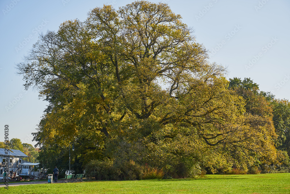 Herbstliches Panorama mit heller Sonne, die durch die Bäume scheint Herbstliches Panorama mit heller Sonne, die durch die Bäume scheint