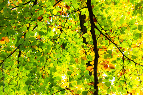 the beautul nature with its trees, leafs and the blue sky. a perfect indian summer 