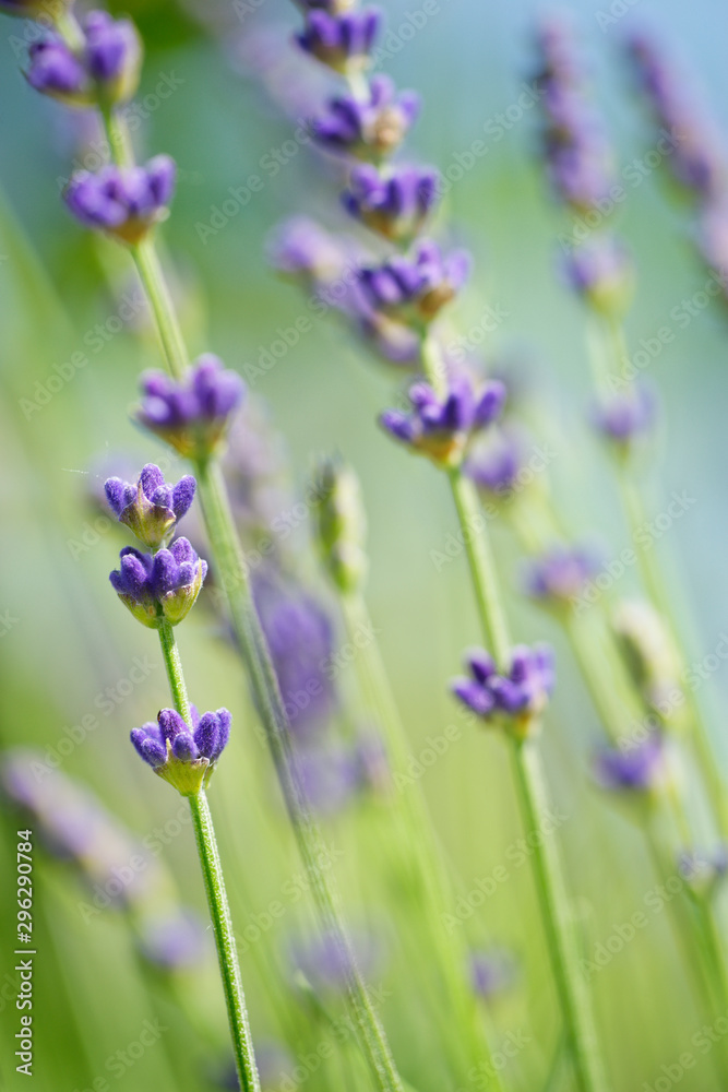 Naklejka premium Lavendel