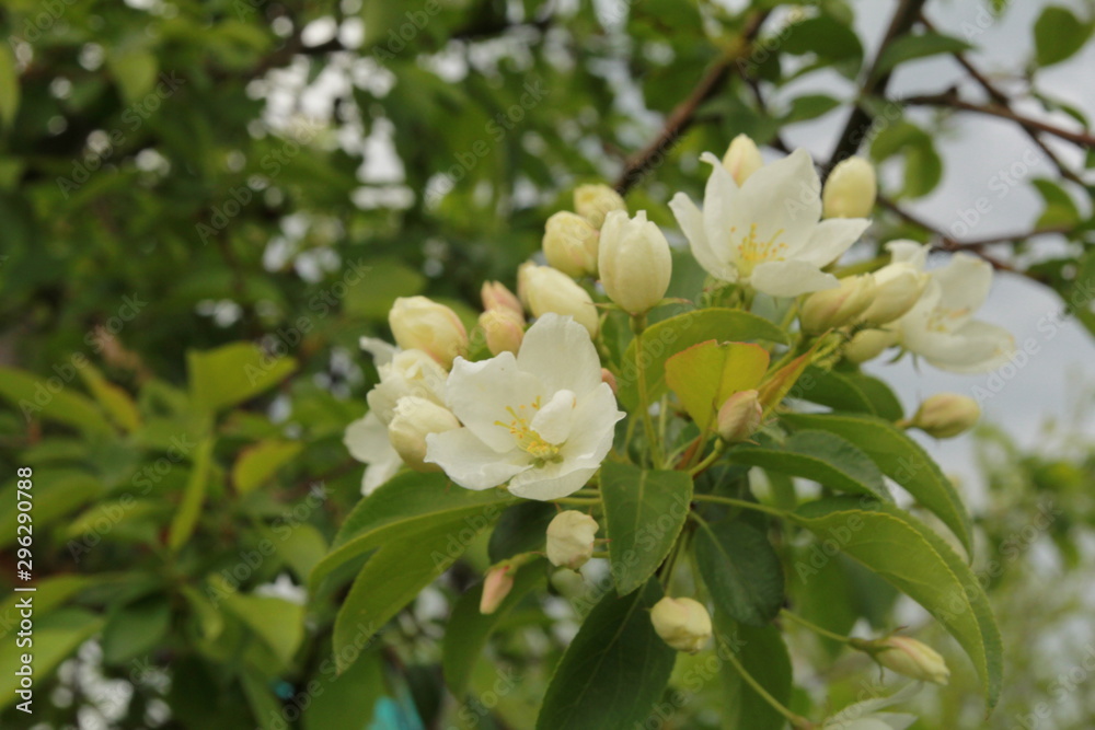 Apple blossom. spring Apple blossoms Apple blossom. spring Apple blossoms