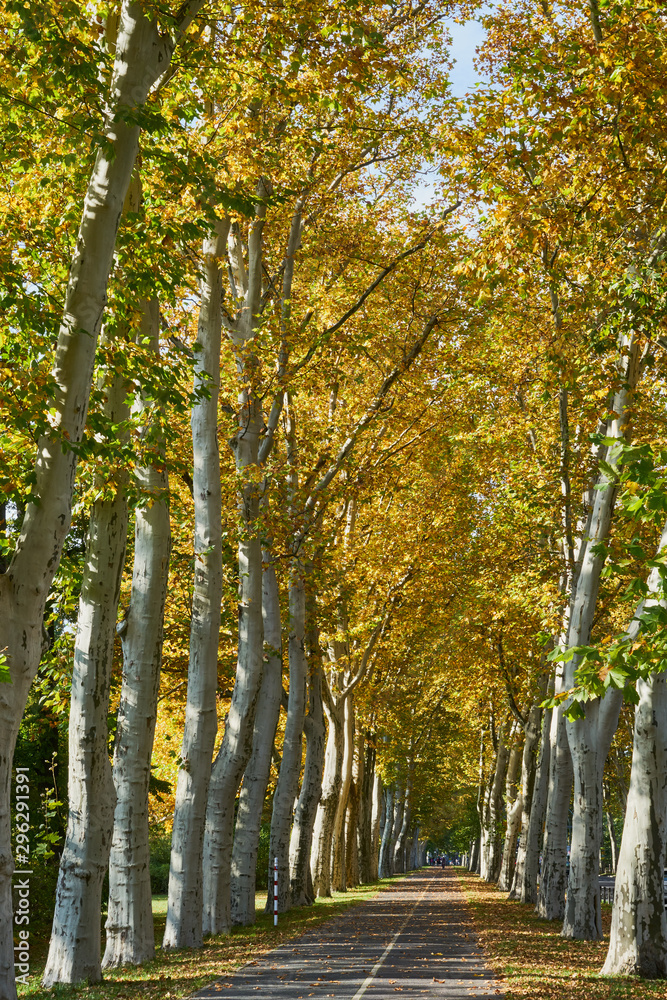 Fototapeta premium Herbstliches Panorama mit heller Sonne, die durch die Bäume der Platanenallee in Berlin Alt Treptow scheint