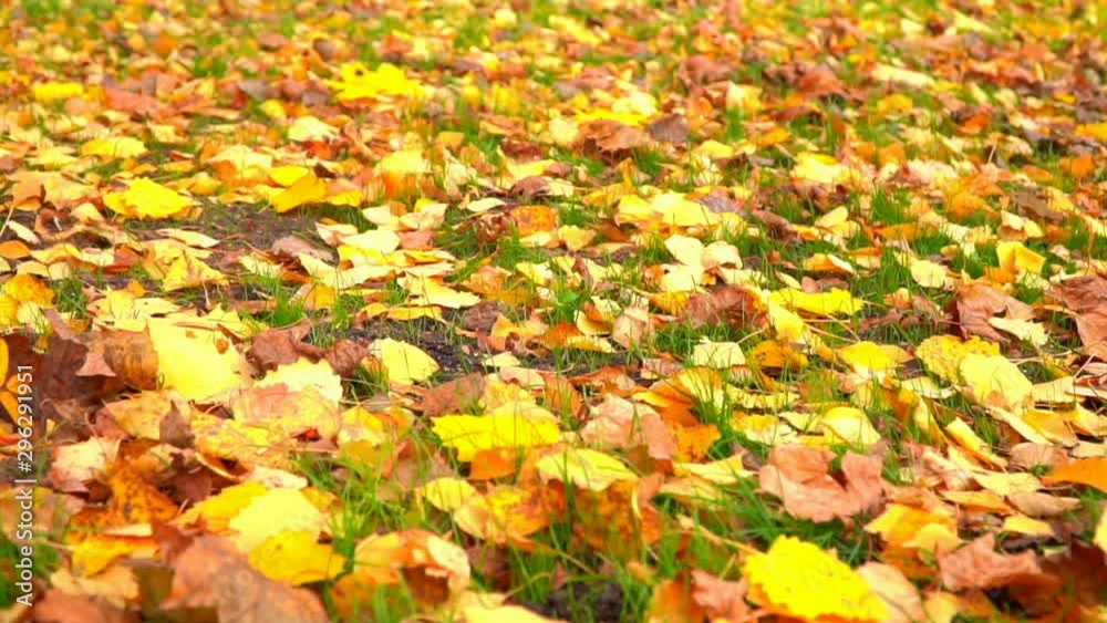 City park in autumn time, sunlight, autumn colors in city