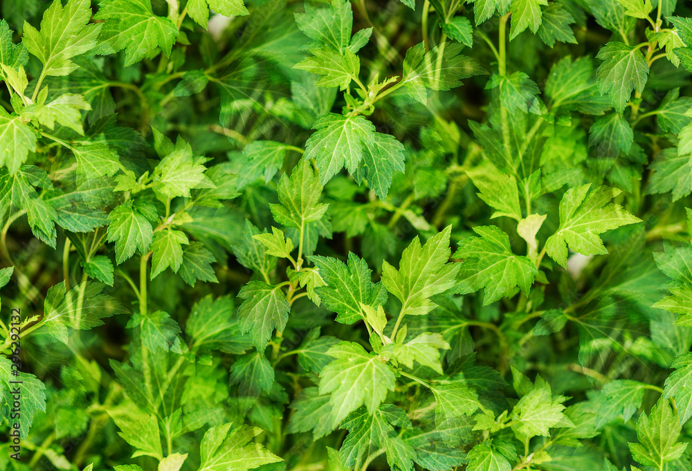 Fresh green Celery leaves (Artemisia Lactiflora) are growing in plantation field of the organic herb vegetable garden Fresh green Celery leaves (Artemisia Lactiflora) are growing in plantation field of the organic herb vegetable garden