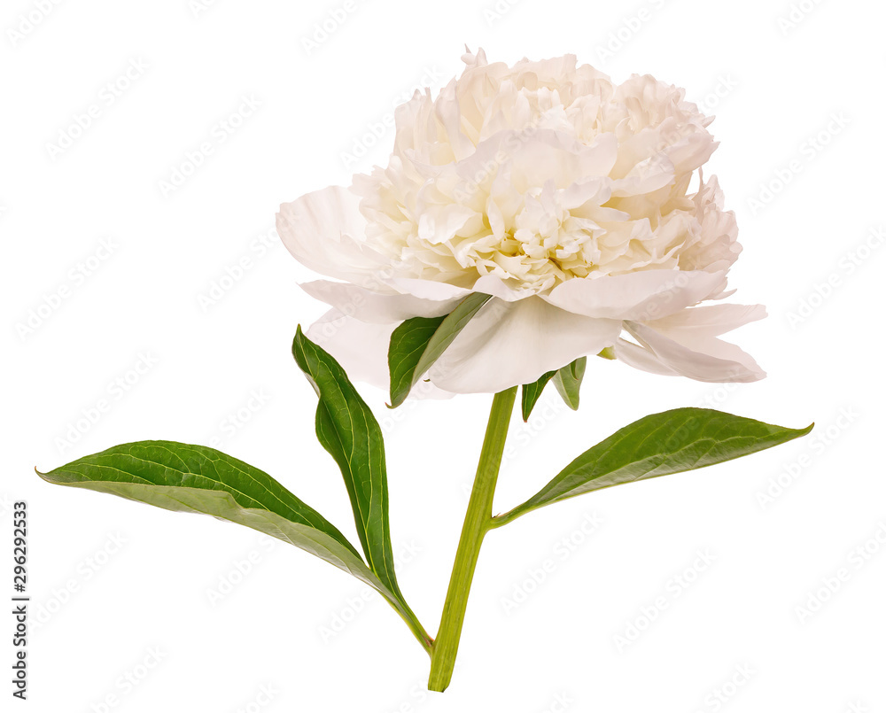 White blooming peony without a background White blooming peony without a background