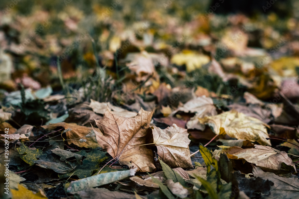 Background with yellow and green toned maple leaves Background with yellow and green toned maple leaves