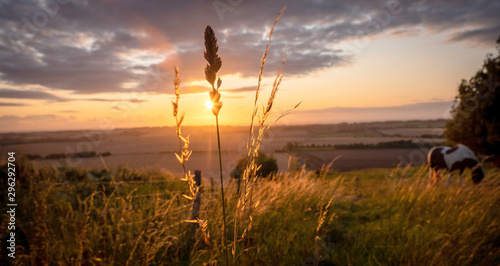 Fototapeta Konie wypasane w wiejskim krajobrazie w ciepłym świetle słonecznym z niebieskimi żółtymi i pomarańczowymi kolorami pasące się na trawach i rozpościerającym się widokiem w avesbury w Anglii