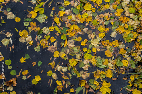 Autumn quaking asp yellow, orange and green leaves in a dark water. Beautiful nature scene at fall season.