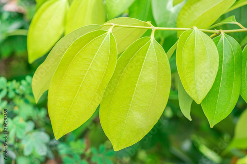 Photo Fresh soft green leaves of Cinnamon, Cassia (Cinnamomum Tamala (Hamilton) Nees &