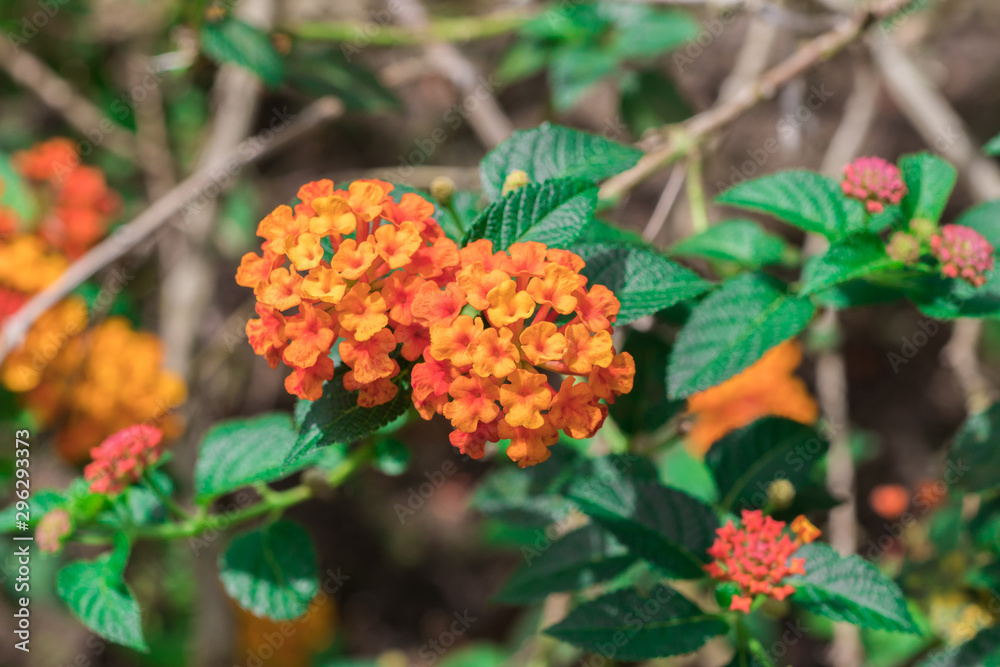 Freshness colorful flowers of Cloth of gold, Hedge flower, Lantana, Weeping lantana, White sage (Lantana Camara) are blooming on tree in nature forest Freshness colorful flowers of Cloth of gold, Hedge flower, Lantana, Weeping lantana, White sage (Lantana Camara) are blooming on tree in nature forest