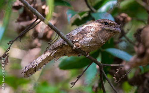 Sri Lanka Frog Mouth, a bird which can be seen in Siharaja Rain Forest in Sri Lanka