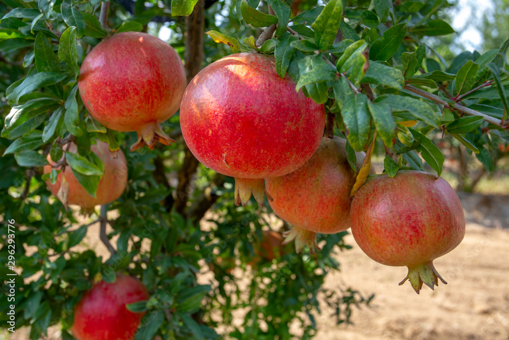 Fresh pomegranate fruit tree, Izmir / Turkey Fresh pomegranate fruit tree, Izmir / Turkey