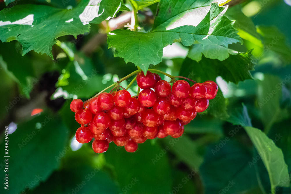 Red viburnum hanging on a tree on a branch with green leaves.. Red viburnum hanging on a tree on a branch with green leaves..