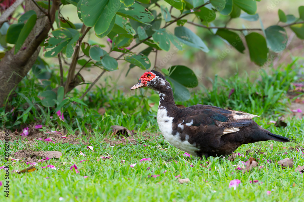 Muscovy duck in the park..Duck with red headed black and white plumage standing on green grass filled with pink petals flower of orchid tree beside a big pond. Muscovy duck in the park..Duck with red headed black and white plumage standing on green grass filled with pink petals flower of orchid tree beside a big pond.