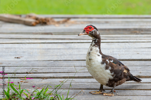 Muscovy duck in domestic park..Duck with red headed black and white plumage standing on wooden bridge beside a big pond.