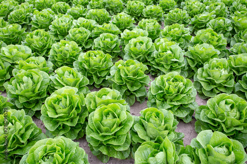 Green fresh organic lettuce field 