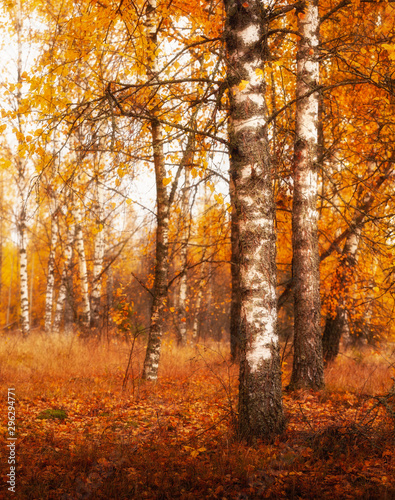 golden autumn birches