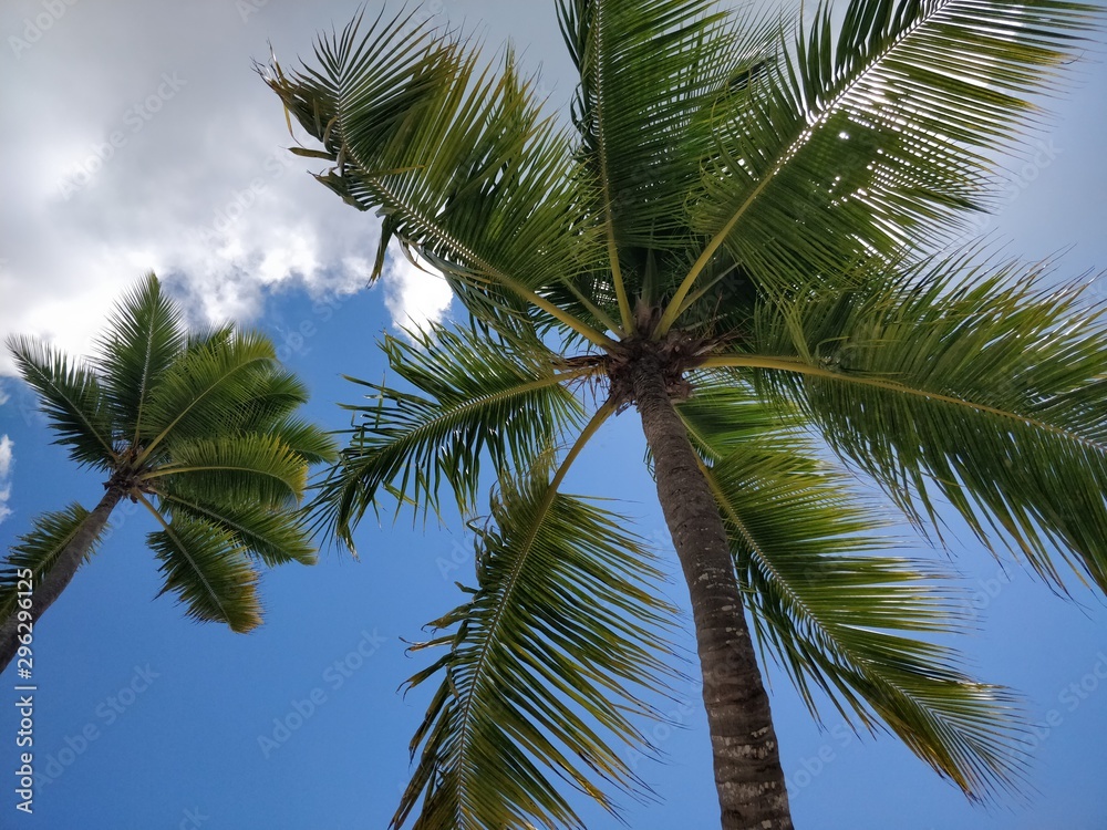 Fototapeta premium Pod palmami