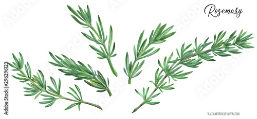 Rosemary branches traced watercolor photo