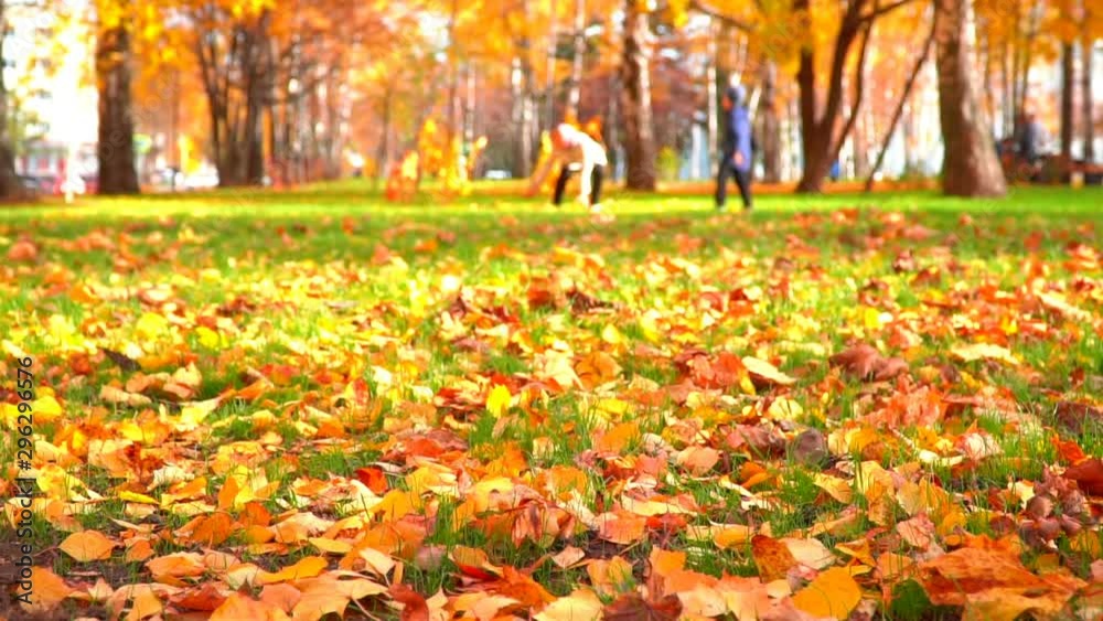 City park in autumn time, sunlight, autumn colors in city