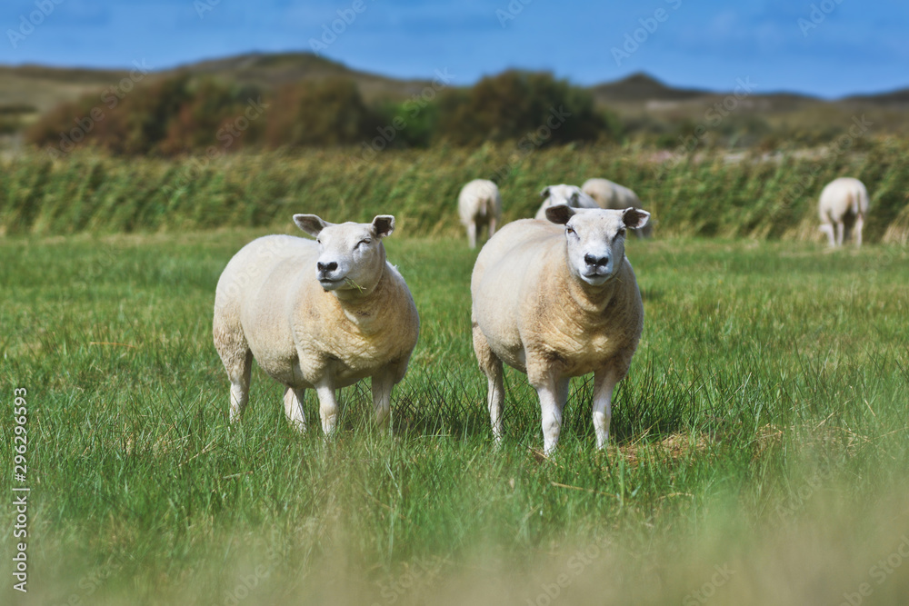 Two white Texel sheep, a heavily muscled breed of domestic sheep from the Texel island in the Netherlands, standing on grass in wildlife sanctuary Two white Texel sheep, a heavily muscled breed of domestic sheep from the Texel island in the Netherlands, standing on grass in wildlife sanctuary