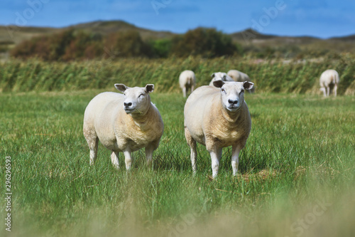 Two white Texel sheep, a heavily muscled breed of domestic sheep from the Texel island in the Netherlands, standing on grass in wildlife sanctuary photo