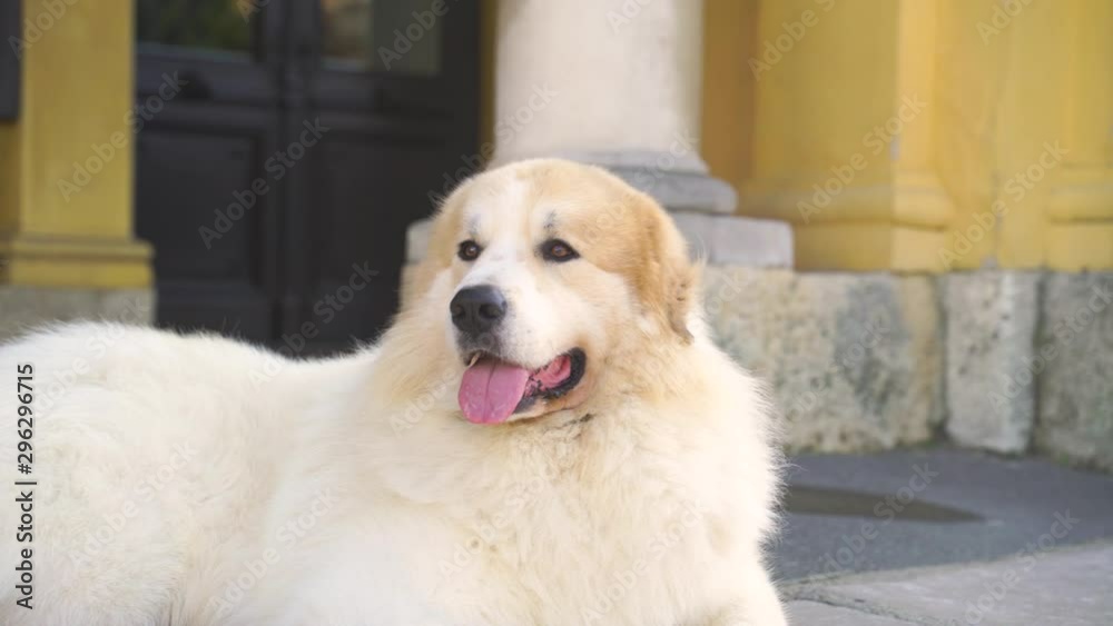 Adorable purebred dog in front of national theatre, Zagreb, Croatia. Adorable purebred dog in front of national theatre, Zagreb, Croatia.