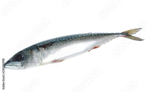 Fresh saba fish isolated on white background