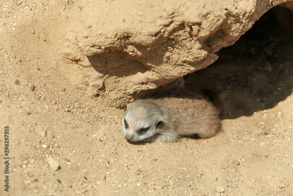 Obraz premium Cute meerkat at enclosure in zoo on sunny day