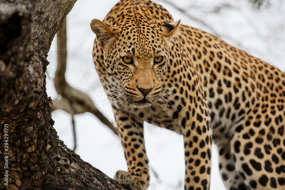 Leopard male portrait in a Game Reserve in the Greater Kruger Region in South Africa Leopard male portrait in a Game Reserve in the Greater Kruger Region in South Africa