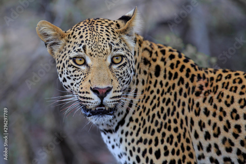 Leopard male portrait in a Game Reserve in the Greater Kruger Region in South Africa © henk bogaard