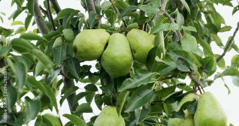 Pears hanging on the tree branches. Good harvest in the garden Pears hanging on the tree branches. Good harvest in the garden
