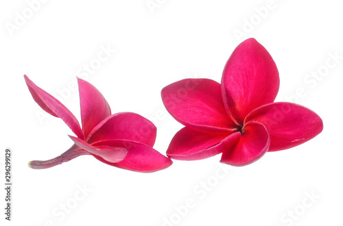 Frangipani, Pumeria, Frangipanni, isolated on white background