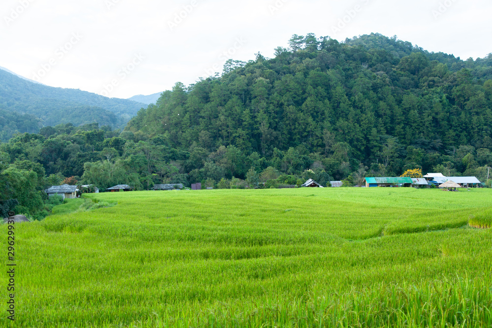 rural landscape with rice fields and hills
