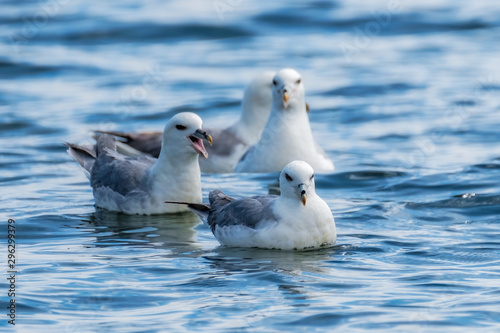 Photos Northern fulmars swimming in the ocean