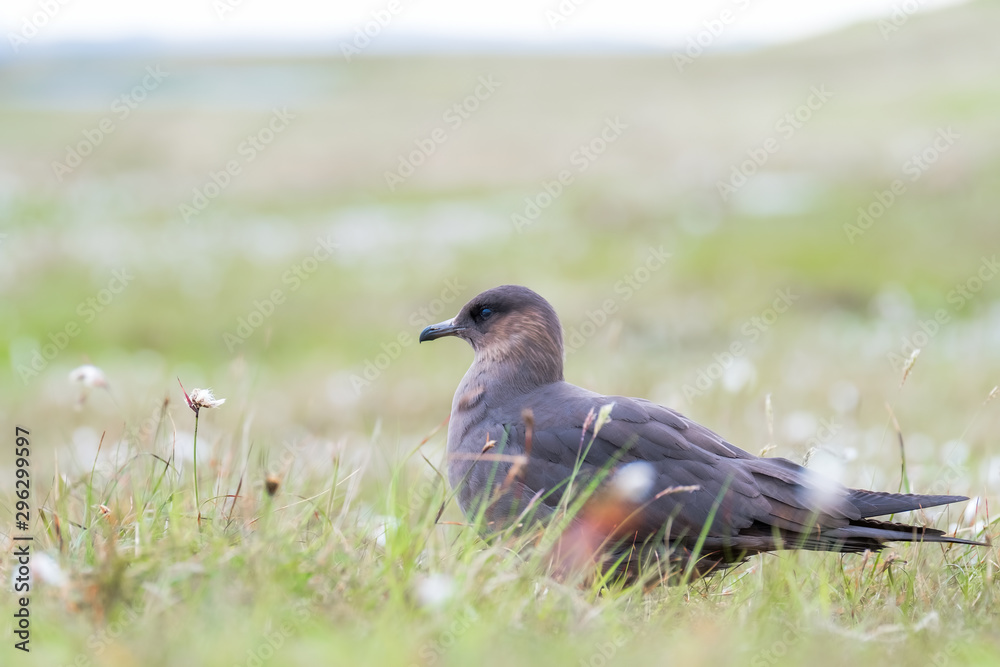 Arctic skua near her nest among bog cotton Arctic skua near her nest among bog cotton