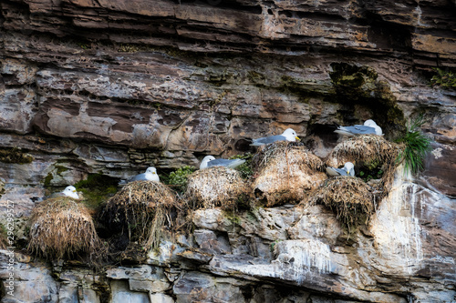 Six kittiwake nests on a cliff photo