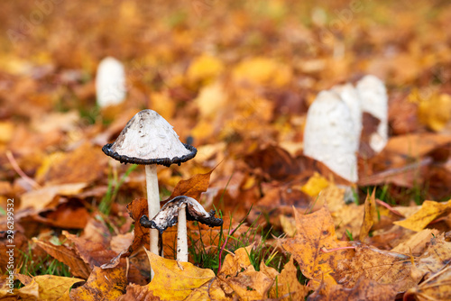 Coprinus Comatus is a comestible mushroom growing in autumn.