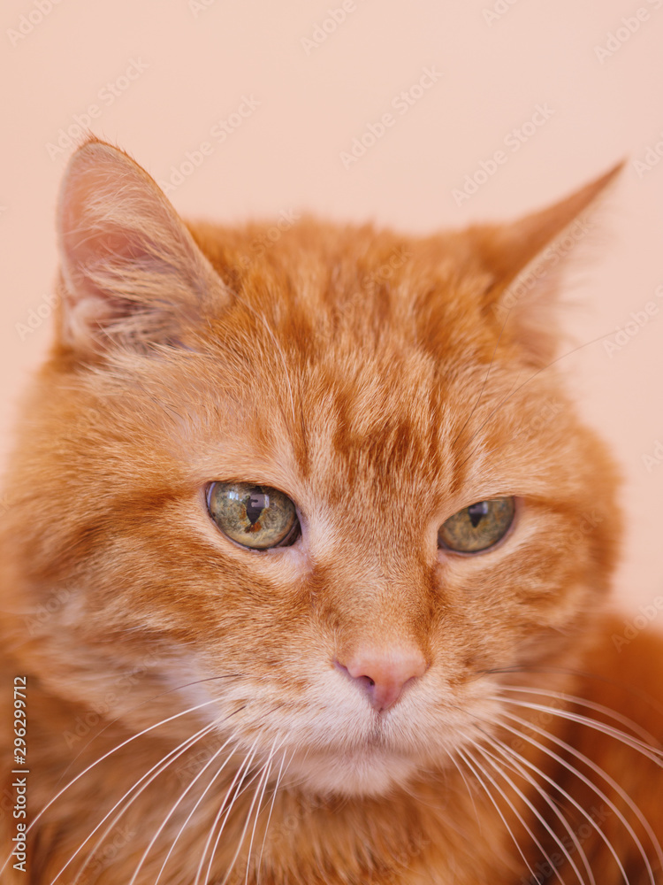Sleepy ginger cat. Selective focus. Sleepy ginger cat. Selective focus.